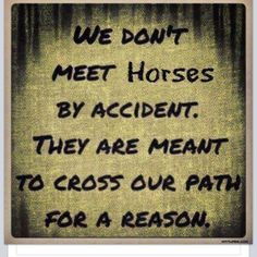 Horsey Quotes Via Tumblr