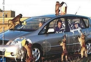 funny.desivalley.com/car-wash-funny-monkey-picture/][img]http://funny ...