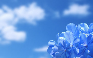 Blue sky, blue flower wallpaper 1920×1200