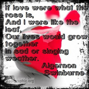 pictures of roses with quotes. Romantic Rose Quote By
