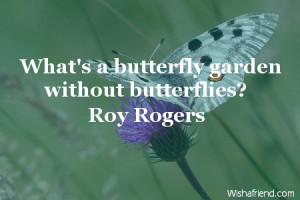 butterfly-What's a butterfly garden without butterflies?