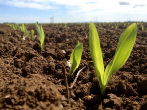 going to live where the green grass grows; watch my corn pop ...