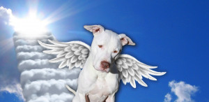 Breed Specific Legislation, BSL, kills innocent bully breeds, aka Pit ...