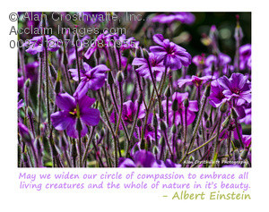 image tag: expanding our circle of compassion quote by albert einstein
