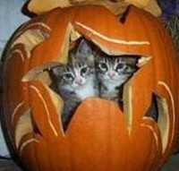 cutest kittens in pumpkin-halloween-cute