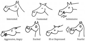 ... Horses 3, Horses Behavior, Animal Behavior, Horses Body, Hors Behavior