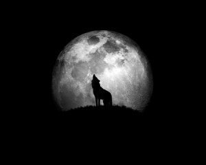 black, quotes, winter, majestic, howl, canine, arctic, wolves, wolf ...