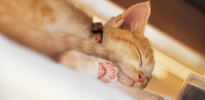 Fake-sleeping kitten, only fooling herself. (yoppy/Flickr)