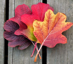 Finding God in an Autumn Leaf