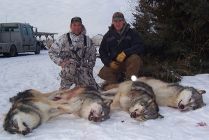 Wolves Killing Dogs