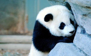 Cute Panda Bear Quotes Android, quotes, panda