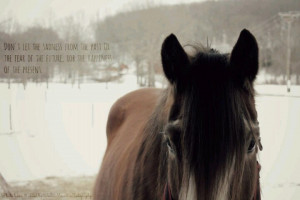 Lovely quote and pretty horse