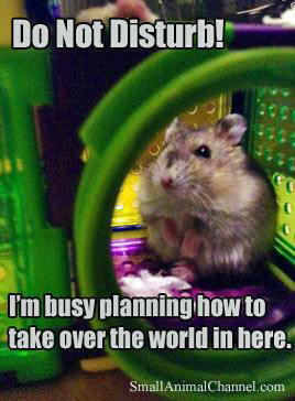 Do Not Disturb! I'm Busy Planning How To Take Over The World In Here