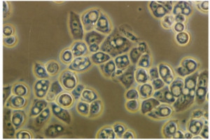 Hillary Clinton talking about Bill: