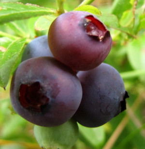 Picking Wild Blueberries Harvest