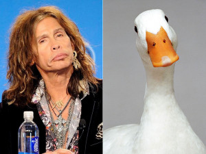 Steven's Top 10 Quacked-Up American Idol Quotes From shocking F-bombs ...
