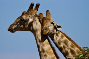 25 Awesome Giraffe pictures For You