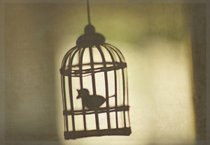 Maya Angelou I Know Why The Caged Bird Sings