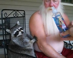 ... , funny videos, video, WTF: How to Repel Raccoons with Hannah Montana
