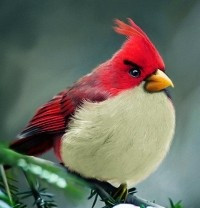 Angry Birds ...:)