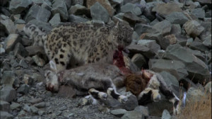 Snow Leopard Prey