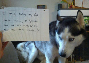 Dog Shaming is a blog that showcases bad dogs who have been forced to ...