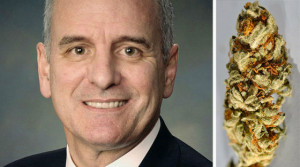 mark dayton marijuana