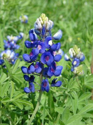 the bluebonnet became the texas state bloom in 1901 in 1971 the state ...