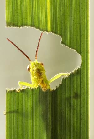 Hello friends” by Lessy Sebastian