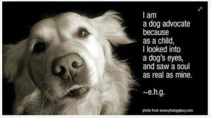 Rescue Dog Quotes