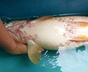 blister like sores - anyone knows?-koi2.jpg