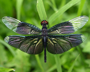 Amazing Dragonfly Insect - Dragonfly Facts, Images, Information ...
