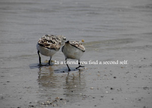 Two Of A Kind Quote Photograph
