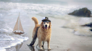 Dog Sailor HD dimensions wallpaper image