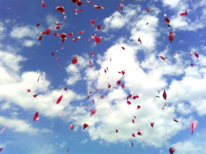 Rose Petals from Heaven's 