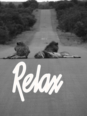 animals Black and White relax lions lazy