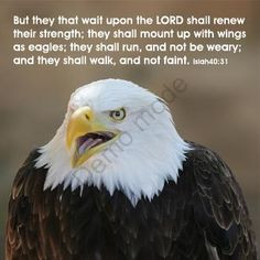 Eagle Scout Quotes and Sayings | But they that wait upon the LORD ...
