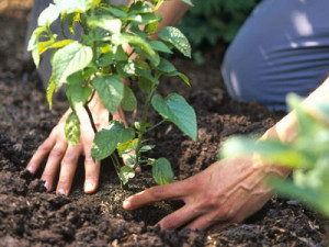 companion planting asparagus and hazelnut trees