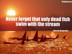 ... forget that only dead fish swim with the stream -Malcolm Muggeridge