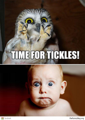 funny-owl-funny-baby-tickle