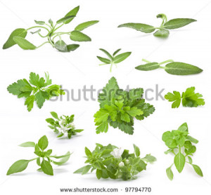 mortar with fresh herbs isolated on white background - stock photo