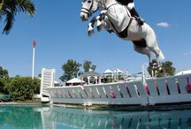 show jumping quotes / by Ally Penic