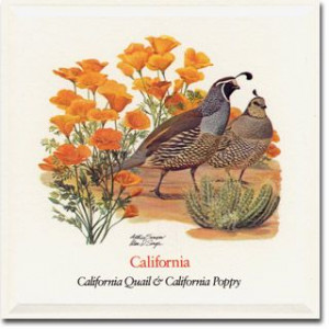California Poppy, State Flower and California Quail, State Bird