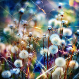 True Colors, Make A Wish, Rainbows Colors, Beautiful, Fields Of Dreams ...