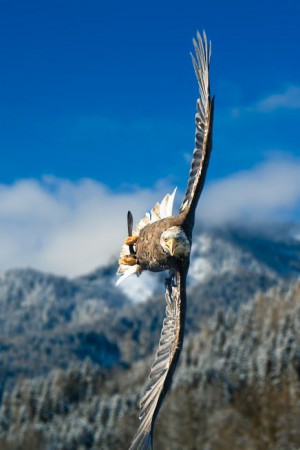 bald eagle