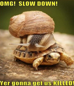 ... funny and tagged animals fails funny animals funny animals images