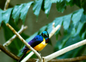 Golden Breasted Starling