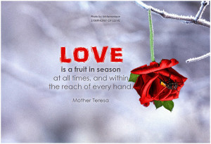 Red Rose Wallpaper With Love Quotes Beautiful Red Roses hd Wallpapers