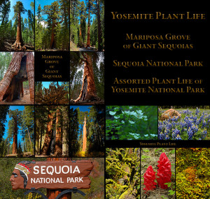 The Yosemite Plant Life...
