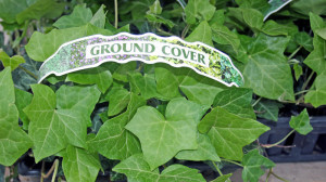 Fast Growing Low Ground Cover Perennials